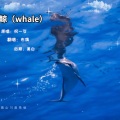 布偶 - 鲸 (whale)