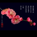 爱萍 - 太湖唱晩