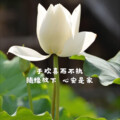 诗心若莲 - 今夜枕着月亮入睡
