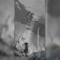 芊狸koi、桔梗、商容 - 侠