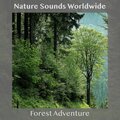 Forest Adventure