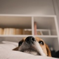 Dog Music Therapy、Dog Music Dreams、Dog Music - Soothing Dog Sounds