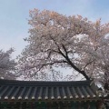 云祁、离盏 - 剑观平生