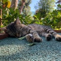 两毛钱的仔 - 你和我和猫