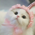 私と猫 - ナイトキャップ・スペシャル