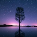 森林鹿 - 助眠放松轻音乐