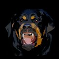 Liberty - Ima Dog (Explicit)