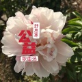 舒思寒 - 校园防疫歌
