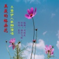 海浪飞歌 - 美丽的格桑花(王莹)
