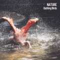 Weather and Nature Recordings、Sleep Music、Relaxing Guru - Relaxing Chirping of Birds