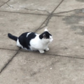Jerry - Memory (Originally Performed By Cats mit Sarah Brightman (Musical))