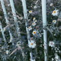 SolomonAcoustic - She's Broken