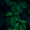 Taiko、Saccin King - Leaves