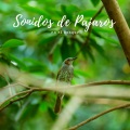 Sonidos De Pajaros - Sonidos de Pajaros en el Bosque, Pt. 43