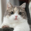 私と猫 - グッバイガール