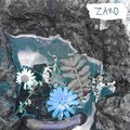 zaro - Цветы у моря