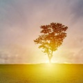 Massage Tribe、Nature Sounds XLE Library、Zen - Countryside