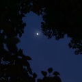 疯树 - 悟空