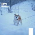 椎名牧Maki - 热雪
