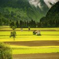 Nature Sounds Natural、Alexander Gorya - Crickets