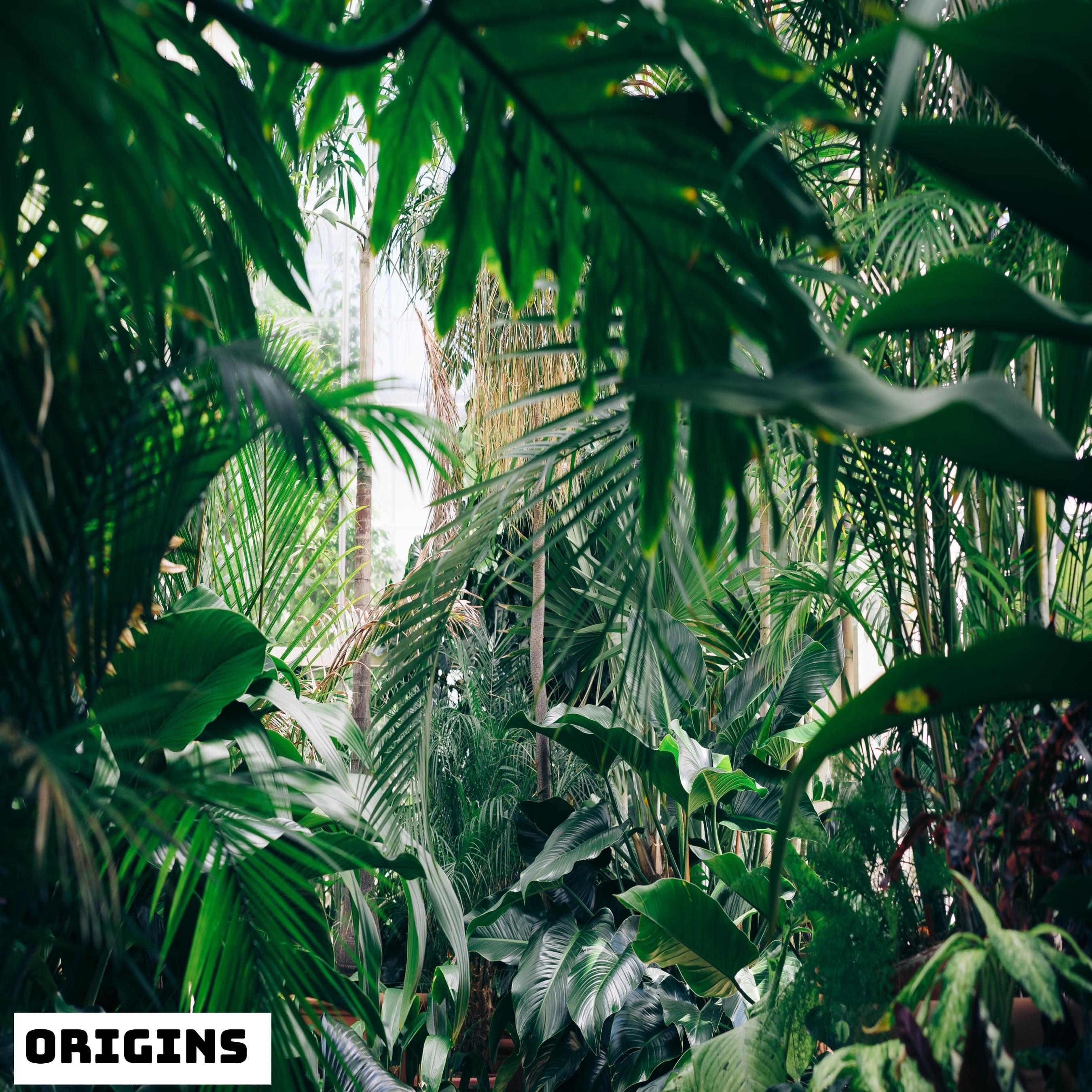 Angie Hawke - Origins