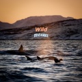 Michael - Wild