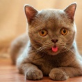 私と猫 - さよならの鐘