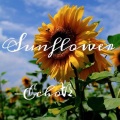 Sunflower (吉他版独奏)