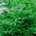 peach. - bruised up (Explicit)