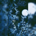 獨立小橋風滿秀 - 黯然销魂