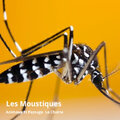 Animaux Et Paysage La Chaine - Les moustiques