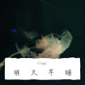 Cinggi - 酒吧叙事体