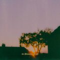 In Bloom - Pumpkin