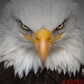 Kasper - Predator