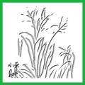 Lil Duck小鸭哥、侃迪kandi - 小草