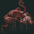 Tetsuo - Flamingo