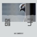 淆辰、猫宁、玉童圆圆 - 鸽子