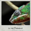 In the Presence