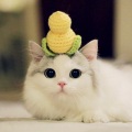 私と猫 - 空と君のあいだに