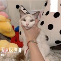養居 - 无人区玫瑰