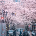 港味气泡酒 - 问风