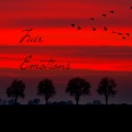 Fair Emotions (feat. Chip Yxngxr1 & Avelino)