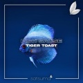 Tiger Toast、Satsuma Music - Fish Sauce