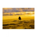 Woodbridge - Great Bird Singer