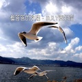 M.R.Y麦尔彦 - 羞答答的玫瑰 (DJ版)