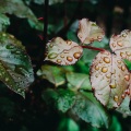 Strong Rain Vietnam