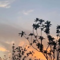 SolomonAcoustic - bxxxhes broken hearts
