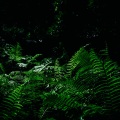 Calming Nature Music