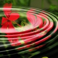 Calming Sounds、Rain Sounds & Nature Sounds、Relaxed Minds - Ocean Sounds