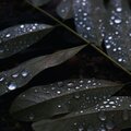 Sons da Natureza & Relaxamento、Música De Relajación Para Dormir Profundamente、Meditar Profundamente - Mezcla De Arroyo Y Lluvia